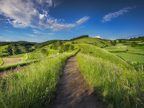 Grass covered hills